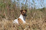 FOX TERRIER POIL LISSE 039